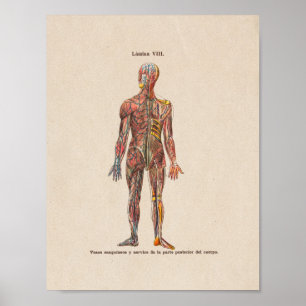 Póster Spanish Vintage Anatomy Print Nervous System