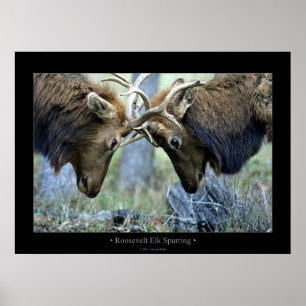 Póster Sparring dos alces de Roosevelt