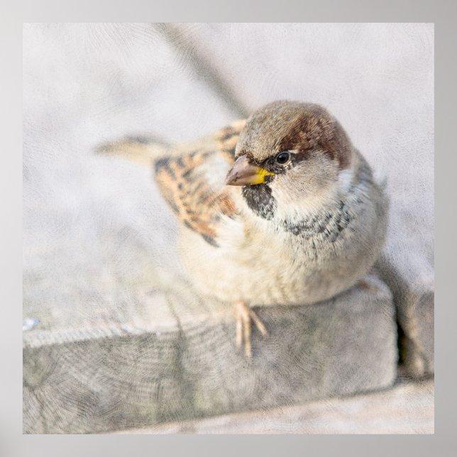 Poster Sparrow - Após o Transatlântico (Frente)