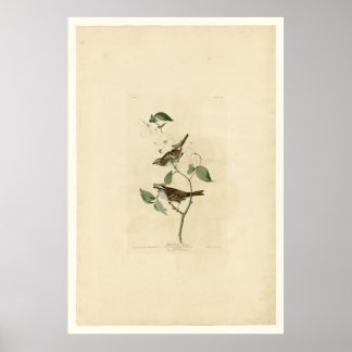 Poster Sparrow_Audubon com Throsing Branco