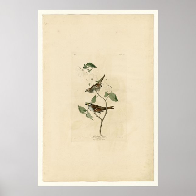 Poster Sparrow_Audubon com Throsing Branco (Frente)