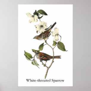 Póster Sparrow com garganta branca - John Audubon