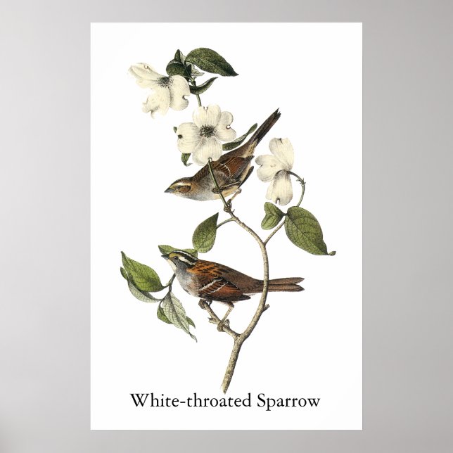 Póster Sparrow com garganta branca - John Audubon (Frente)