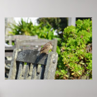 Sparrow Em Uma Cadeira De Jardim