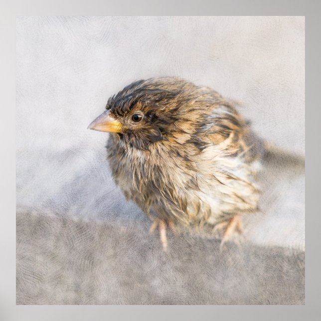 Póster Sparrow - Falha Epic Previsão do Tempo (Frente)