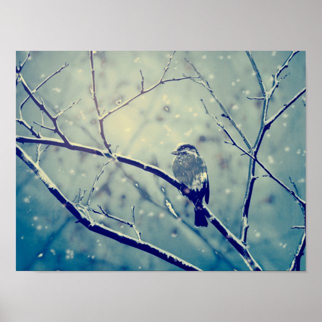 Poster Sparrow no galho nevado (Frente)