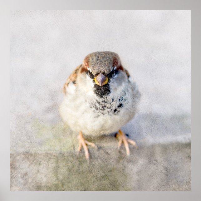 Poster Sparrow - O Guerreiro (Frente)