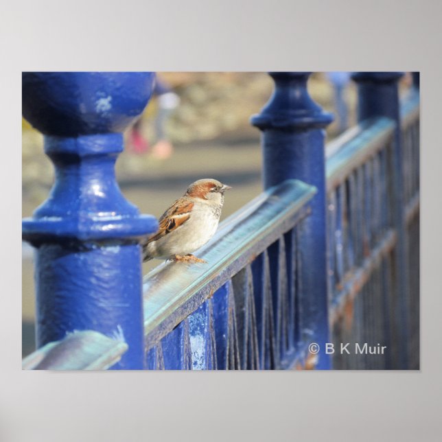 Poster - Sparrow on Fence (Frente)