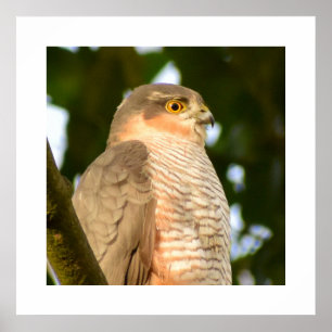 Poster Sparrowhawk