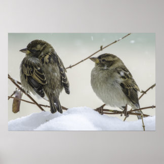 Póster Sparrows No Inverno