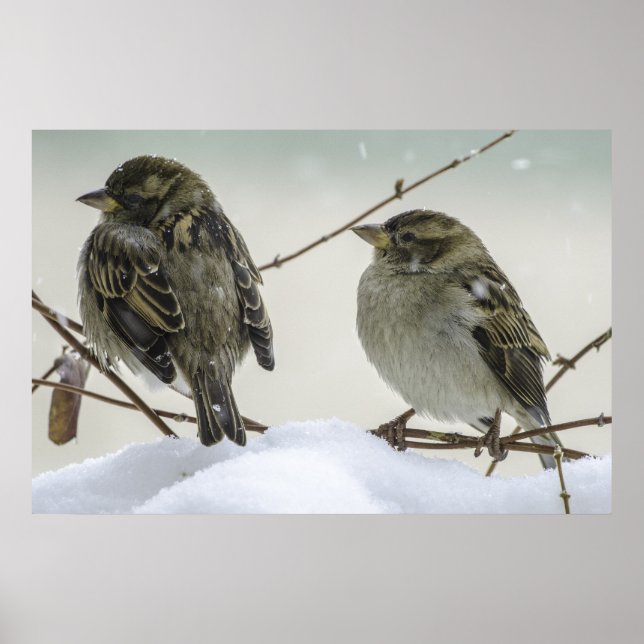 Póster Sparrows No Inverno (Frente)