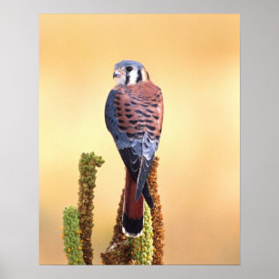 Poster Sparverius do Kestrel, do Falco, nativos aos E.U.