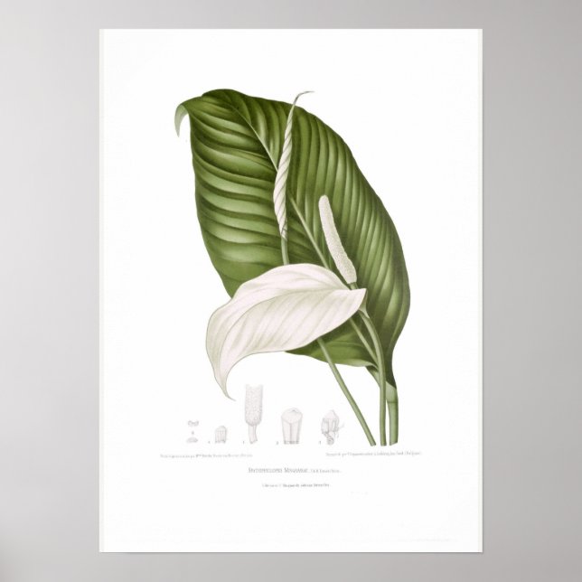 Poster Spathhyllopsis minahassae (Frente)