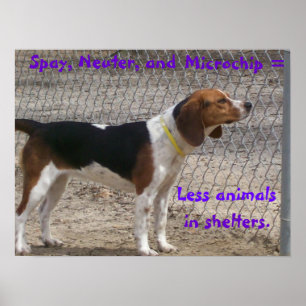 Póster Spay, neutralize, microchip