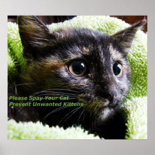 Poster Spay por favor seu gato