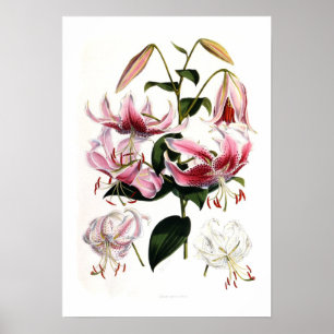 Poster Speciosum do Lilium