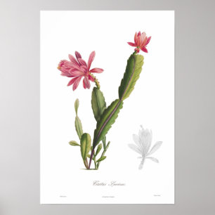 Poster Speciosus do cacto