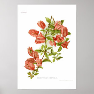 Poster Spectablis de Bouganvillea