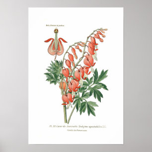 Póster Spectablis de Dielytra (Dicentra)