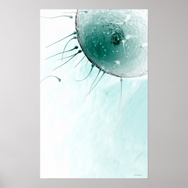 Poster Sperm Fertilizando um Ovum. (Frente)