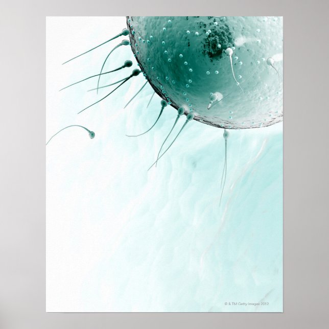 Poster Sperm Fertilizando um Ovum. (Frente)