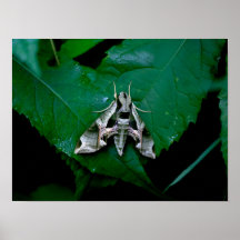Sphinx Moth na folha verde
