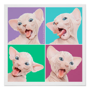 Póster Sphynx cat