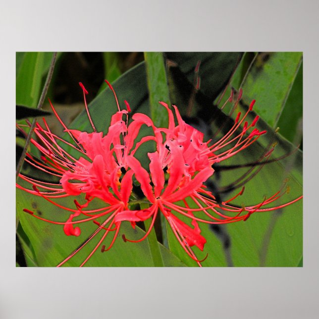 Póster Spider Lily 2 (Frente)