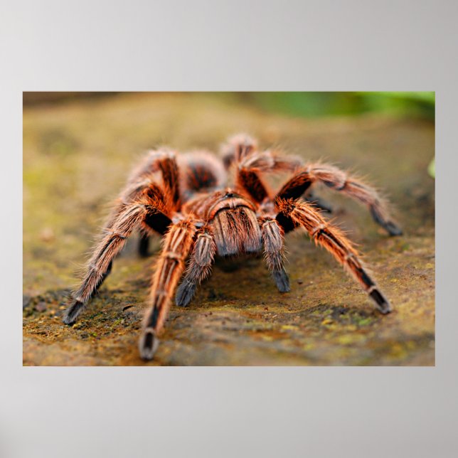 Póster Spider Tarantula Insect Trabalho de arte Foto Post (Frente)