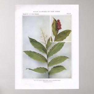 Poster Spikenard amarelo ou falso; False Solomon's-Seal