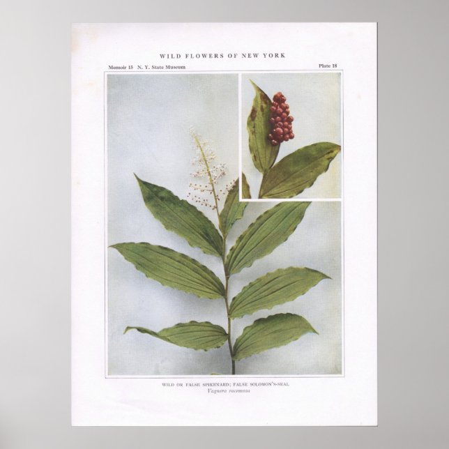 Poster Spikenard amarelo ou falso; False Solomon's-Seal (Frente)