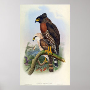 Poster Spilornis Rufipectus (Sulawesi Serpente-Eagle)