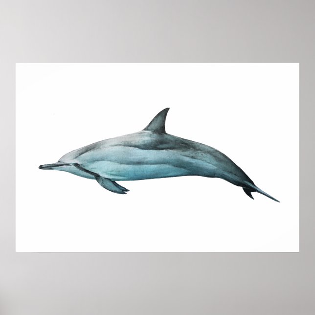Poster Spinner Dolphin realistic illustration Print (Frente)