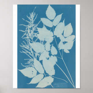 Poster Spiraea aruncus por Anna Atkins