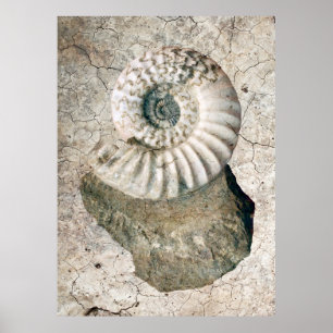 PÓSTER SPIRAL NAUTILUS SHELL