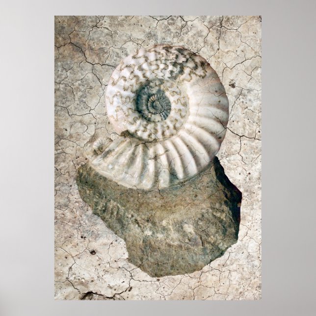 PÓSTER SPIRAL NAUTILUS SHELL (Frente)