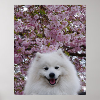 Póster Spitz Japonês/American Eskimo Cherry Blossom Prin