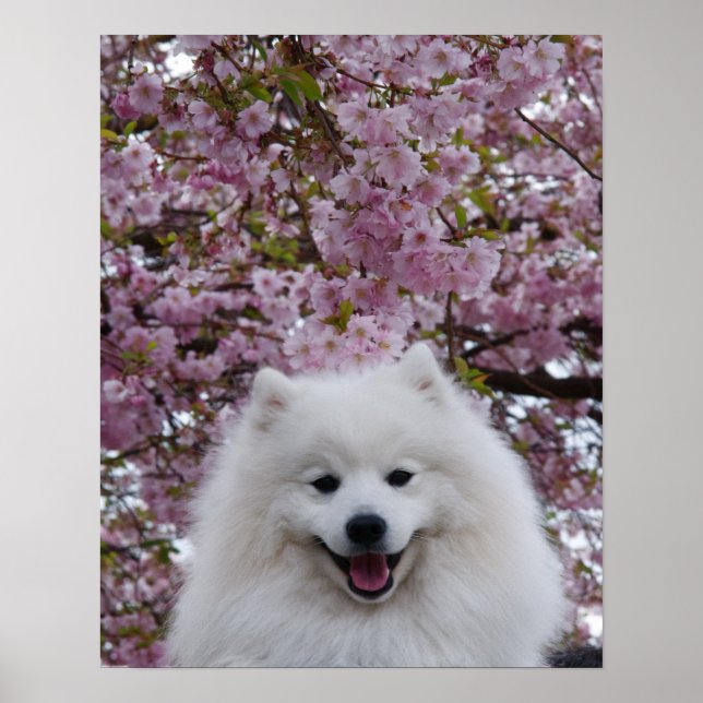 Póster Spitz Japonês/American Eskimo Cherry Blossom Prin (Frente)