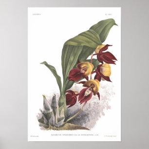 Póster Splendens do Catasetum