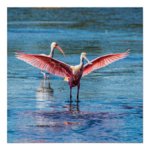 Póster Spoonbill róseo 20" x 20" poster (Semi-Brilho)