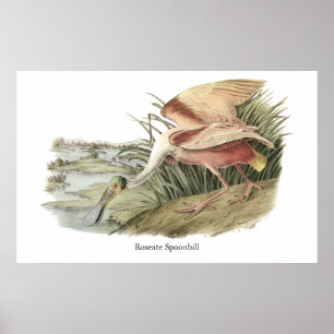 Poster Spoonbill róseo, John Audubon