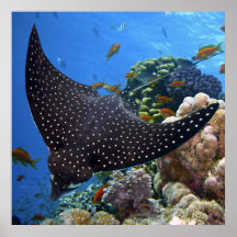 Spotted Ray