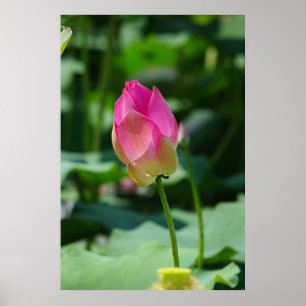 Póster Spring