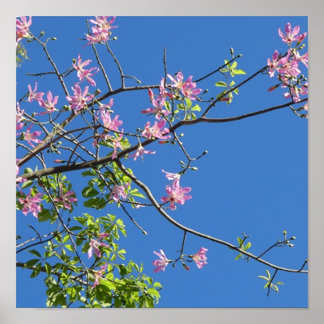 Poster Spring, branch of a blossoming tree (Frente)