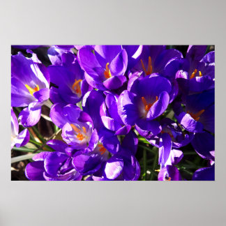POSTER SPRING CROCUS
