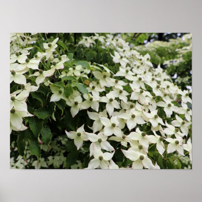 Poster Spring Dogwoods in Marshall Bloom (Frente)