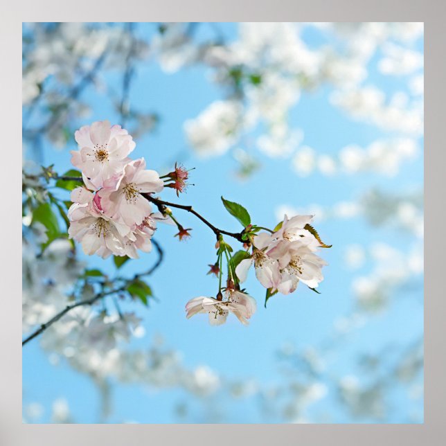 Poster Spring Is in the Air -  (Frente)