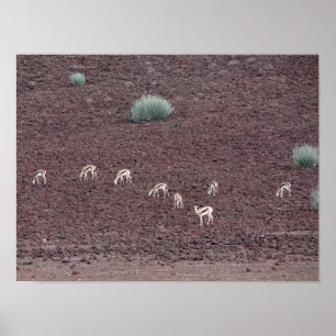 Poster Springboks Grazing For Food, The Namib Desert.