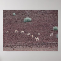 Springboks Grazing Para A Comida, O Deserto Namib.