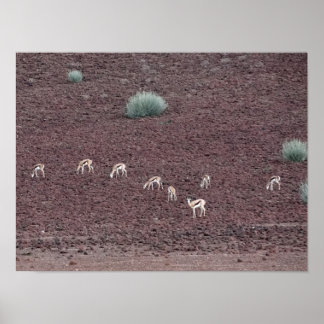 Poster Springboks Grazing Para A Comida, O Deserto Namib.